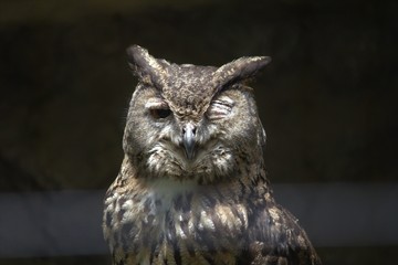 ウィンク