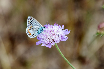 Blue butterfly
