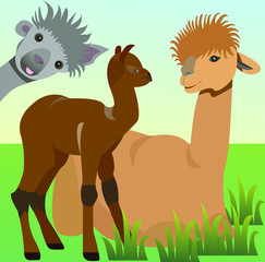 Nice Lama set of objects. Isolated against the background of nature. Alpaka - funny characters.