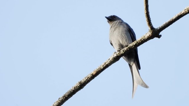 Ashy Drongo bird catching and relax on tree.