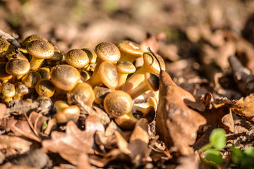 mushrooms on tree