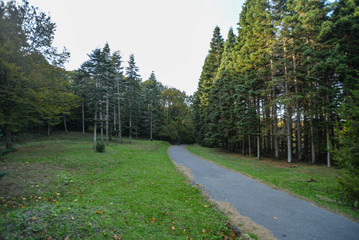 path in the park