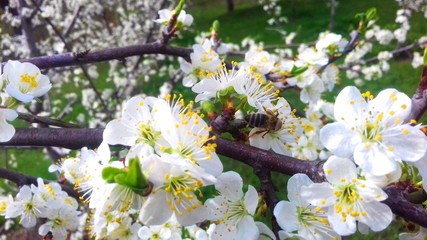 blooming plum tree in spring