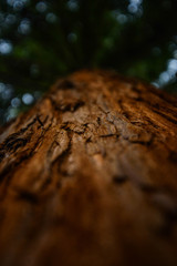 Fototapeta premium mushrooms on tree