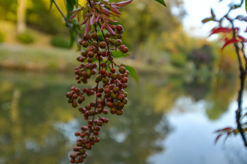branch with red berries