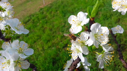 white plum flowers in garden