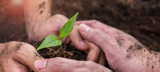 Two farmer hands holding and caring a young green plant, closeup hands environment heal earth day and save the world concept banner background