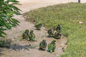 Quacker parrots having fun with a water sprinkler