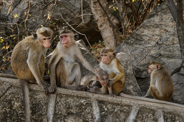 Toque macaque (Macaca sinica) sitting on a rock at Cave Temple in Dambulla. Endemic monkey  in Sri Lanka.