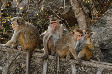 Toque macaque (Macaca sinica) sitting on a rock at Cave Temple in Dambulla. Endemic monkey  in Sri Lanka.