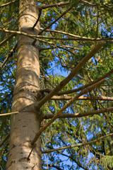 Fototapeta premium Untersicht vom Baum mit Zweigen und Ästen