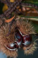 Castañas