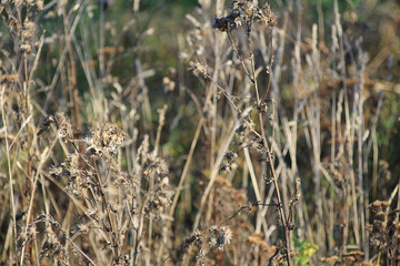 Autumnal, withered grass in the field.
