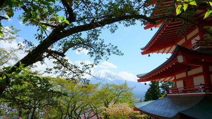 Fototapeta premium Fujiyoshida / Japan - May 02 2019: Red Chureito pagoda and Mountain Fuj