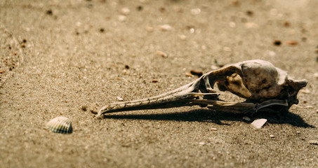 skull of a dead bird on a background of gray lifeless sand in the desert. Ecology and extinction of species