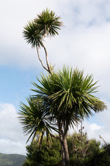 Vertical view of cabbage tree (Cordyline australis)