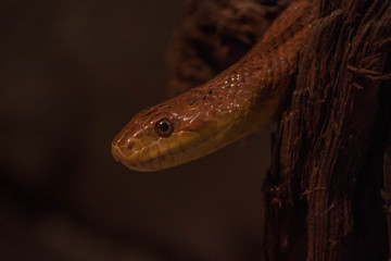 close up of a snake