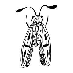 Butterfly in doodle style on isolated white background. Coloring book for kids and adults. Decorative hand drawn butterfly. Stock vector illustration.