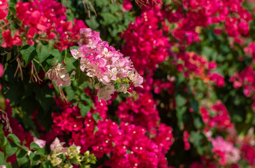 Obraz premium Bougainvillea flowers or paper flowers.