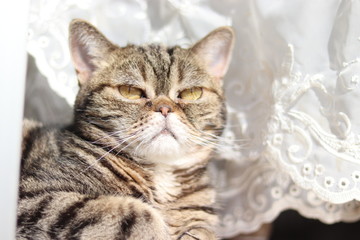 窓辺で外を見る猫アメリカンショートヘアー