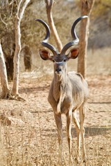 Kudu antilope 