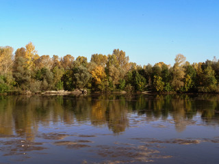 Fototapeta na wymiar Ulba river with green trees on the banks. Central Asia, Kazakhstan. Green forest. River landscape