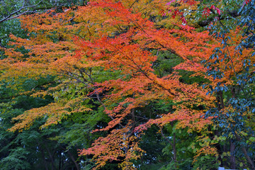 紅葉
