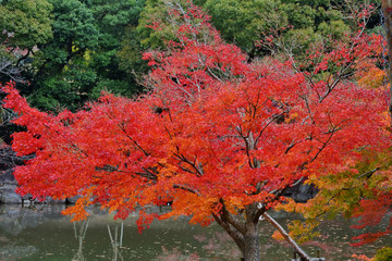 紅葉