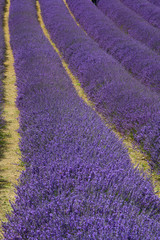 Fototapeta na wymiar Lavender
