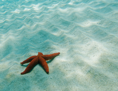 red sea star close up on sandy seabed, underwater scene