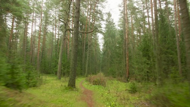 Walkway in hte autumn forest, timelapse point of view