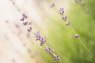Lavender beautiful flowers