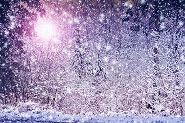A fabulous winter forest landscape, with the sun shining through the snow-covered trees and the effect of falling snow