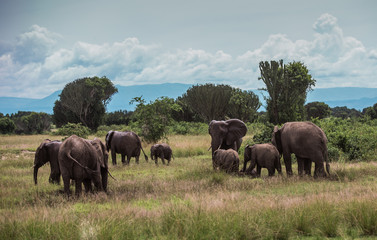 Obraz premium a herd of elephants graze in the bushes among the candelabra trees