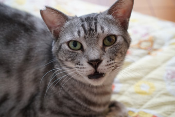 サバトラ猫の顔のクローズアップ