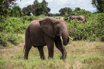 Naklejka na ściany i meble an elephant walks on the African Savannah,among the bushes and candelabra trees, against the blue mountains