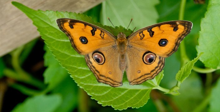 Mariposa