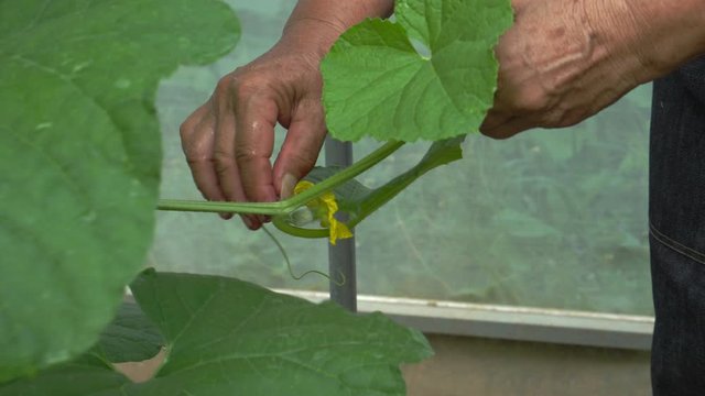 Close up senior woman hand farmer pollinating melon fruits tree by rubbing pollen from male stamen on female carpels flower, hands pull mustache from tendrils vine help effective breeding melon 