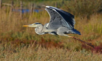 blue heron in the pond