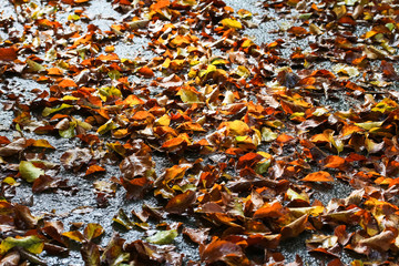 Nasses buntes Herbstlaub der Buche auf der Straße, Fagus 