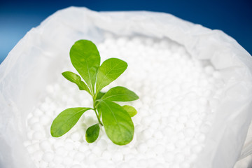 Green leaves plant growing on polystyrene foam beads in plastic bag with vibrant blue background,...