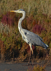 blue heron in the pond