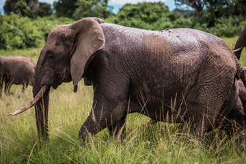 A large African elephant has refreshed itself in a puddle. Wet wrinkled skin Close up