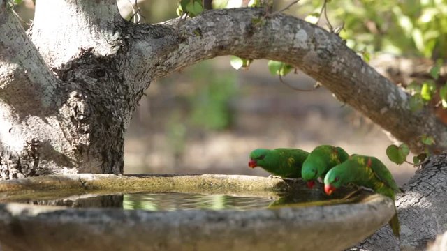 Three scaly-breasted lorikeet birds drink from bird bath in tree. Queensland, Australia