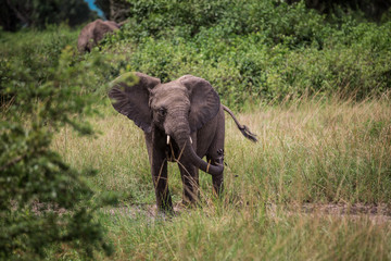 Naklejka premium Little elephant playing, among the bushes and candelabra trees, against the blue mountains