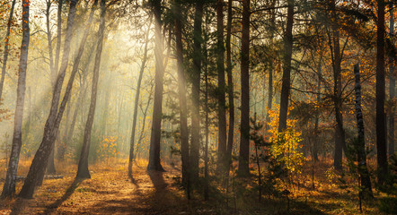 Obraz premium Walk in the woods. Pleasant autumn weather. Sun rays play in the branches of trees.