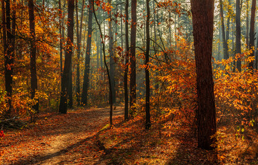 Walk in the woods. Pleasant autumn weather. Sun rays play in the branches of trees.