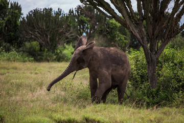Little elephant playing, among the bushes and candelabra trees, against the blue mountains