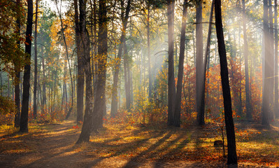 Walk in the woods. Pleasant autumn weather. Sun rays play in the branches of trees.