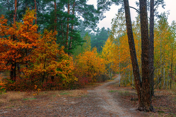 Obraz premium Autumn landscape. Nice sunny day for a nice walk. A beautiful forest decorated with colors of autumn pleases the eye.